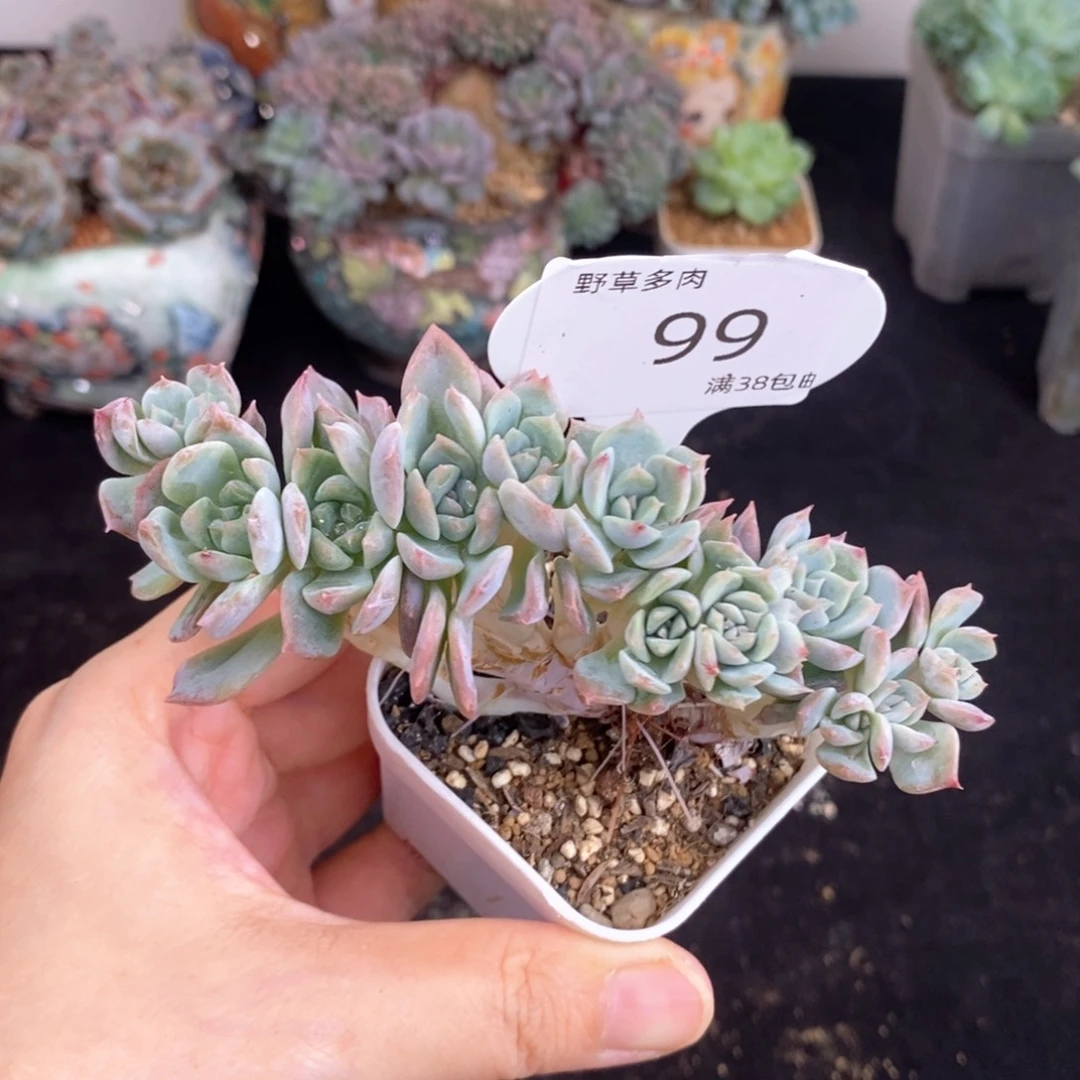 老冰魄紫粉色12头朵朵缀99号