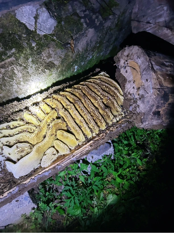 秦岭深山野生蜂巢蜜正宗天然农家木桶土巢蜜嚼着吃，真正没有喂糖