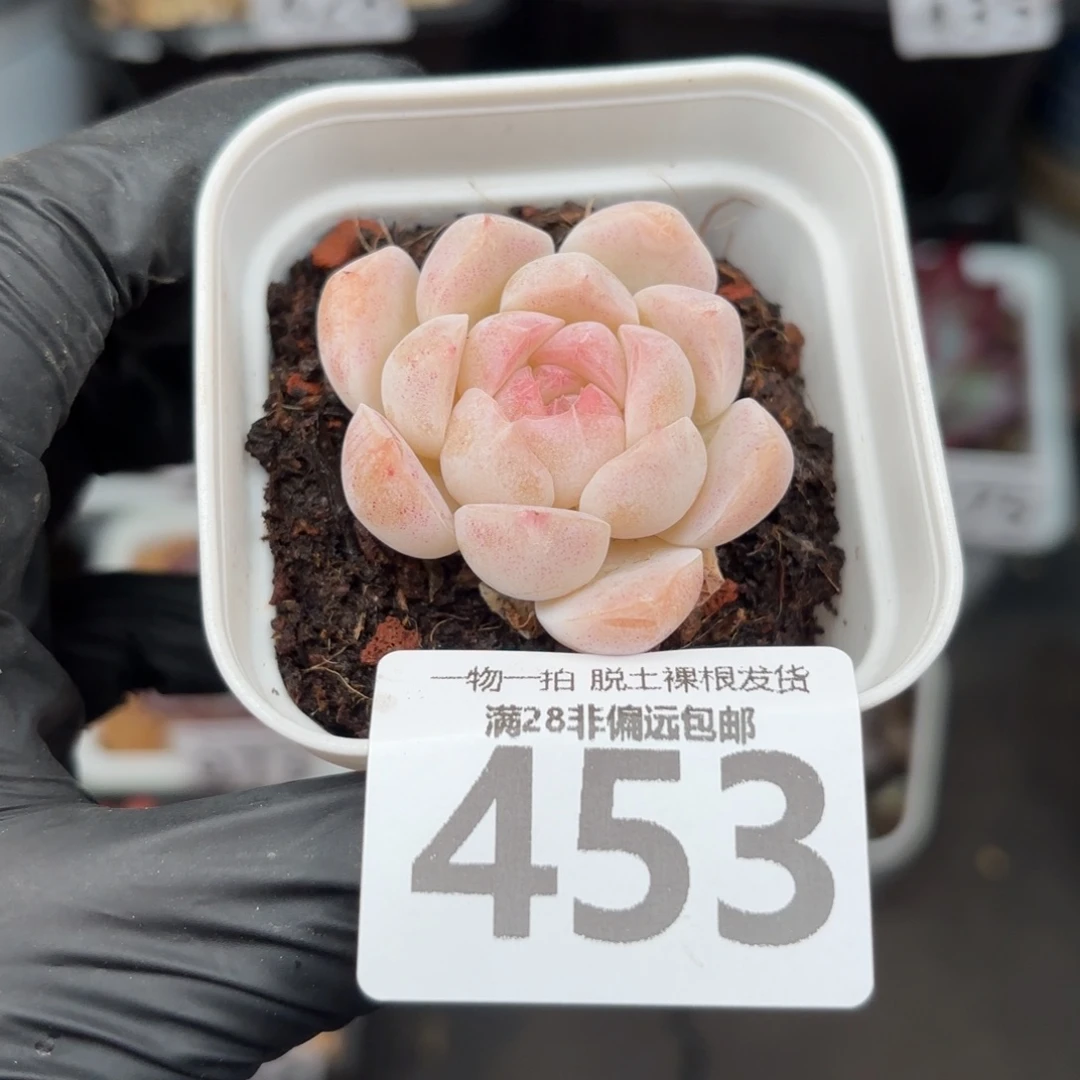 白桃汽水无盆土发货