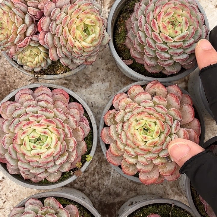 白胖子两颗（拍满18发货、偏远地区不包邮）