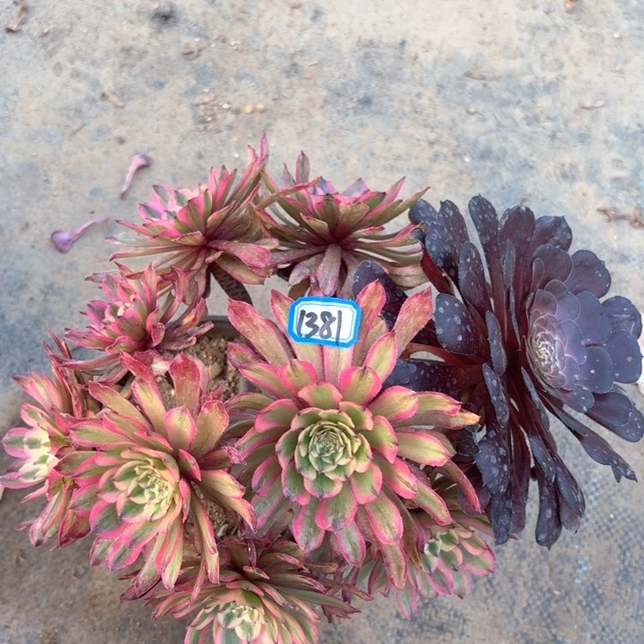 夕颜丛林朵朵法师多肉1381