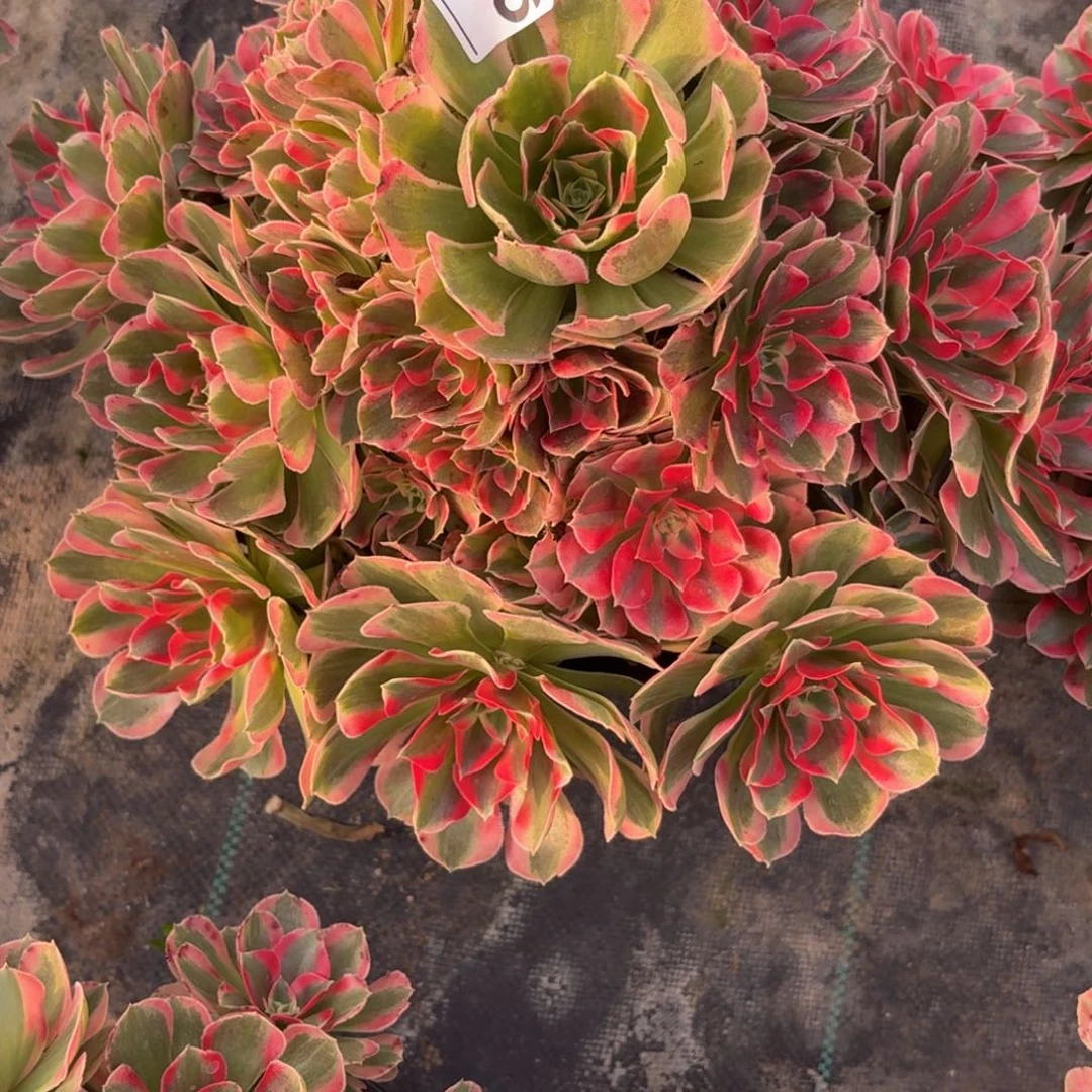 626大女妖多肉植物福利