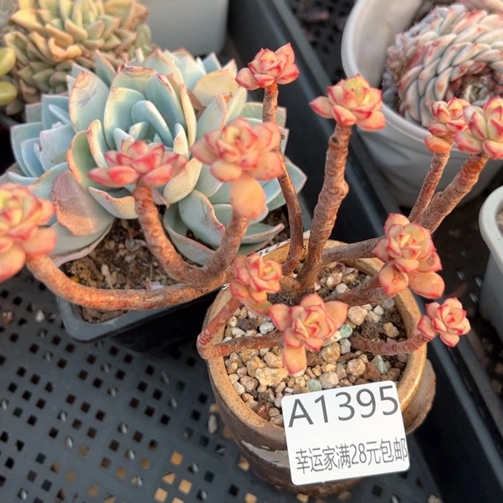 幸运的是我的朋友