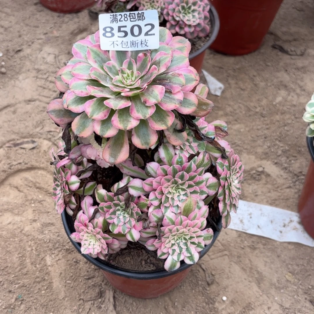 N 8502红铜白多肉，b