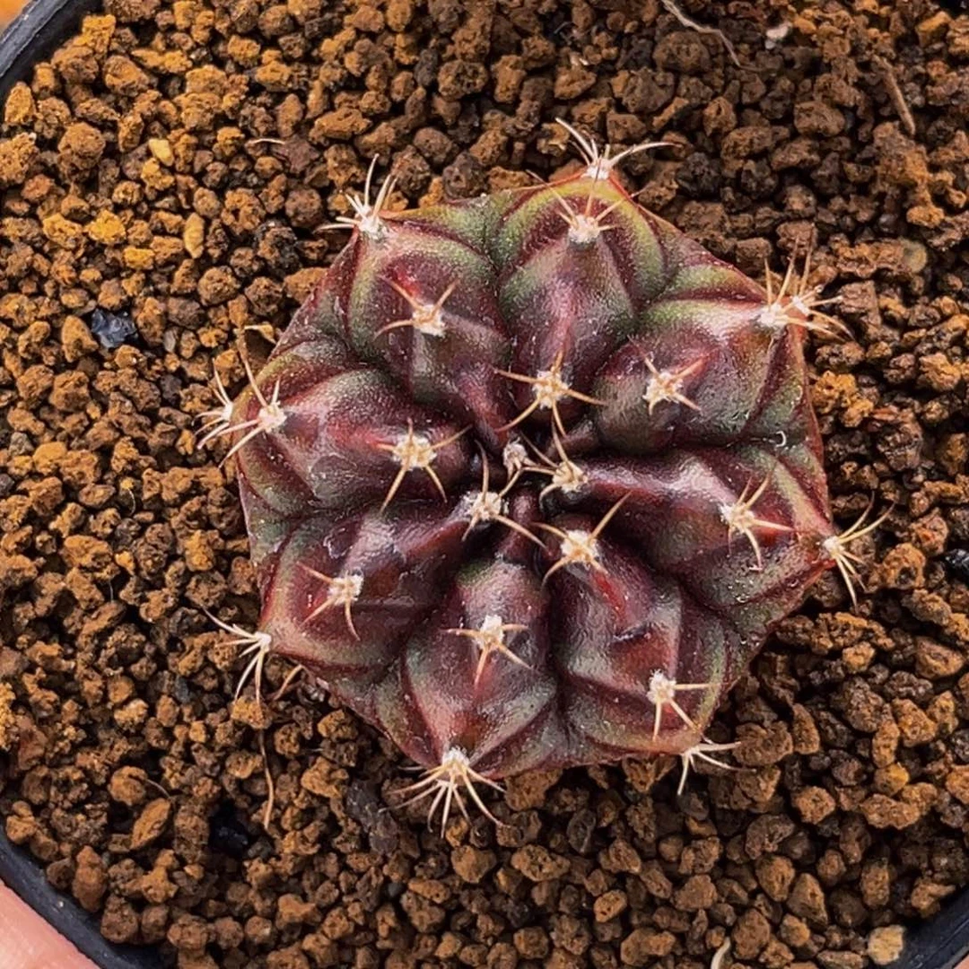 波斯公主 米哈仙人球