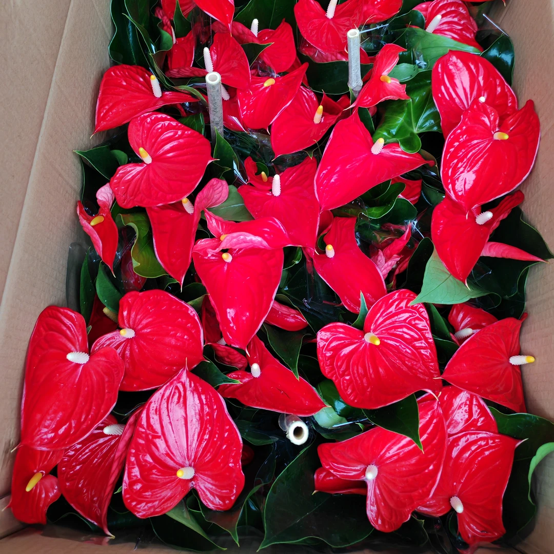 【大展宏图】红掌盆栽室内观花植物