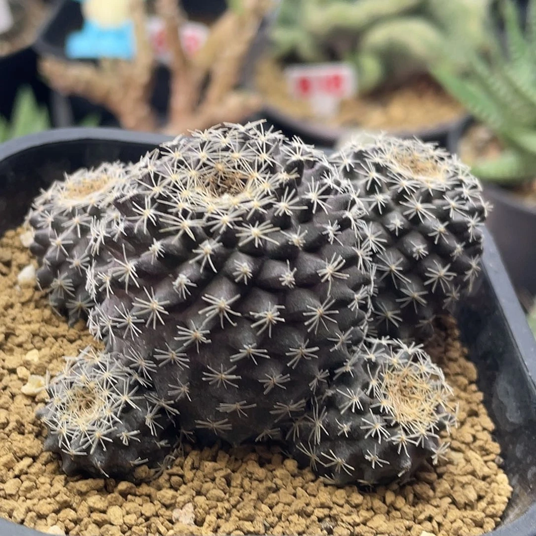 实生5头紫肌龙爪鱼鳞丸