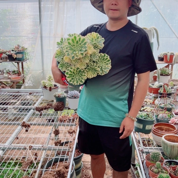 大颗迈巴赫多肉法师