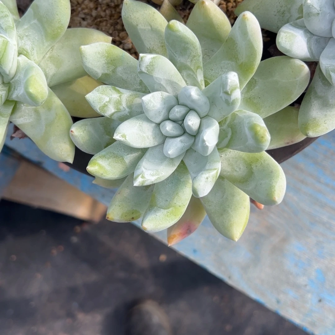 海星拇指～一物一拍3401