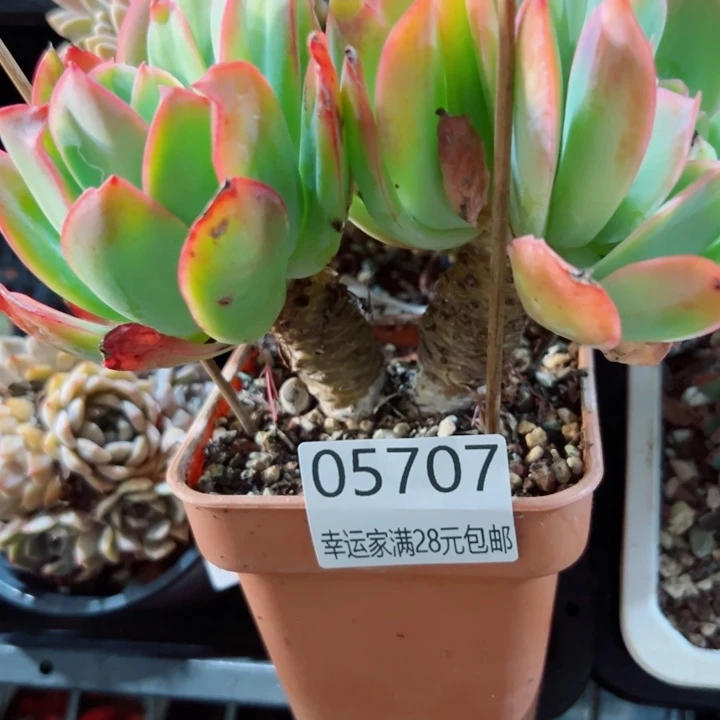 幸运的是你还没遇到你