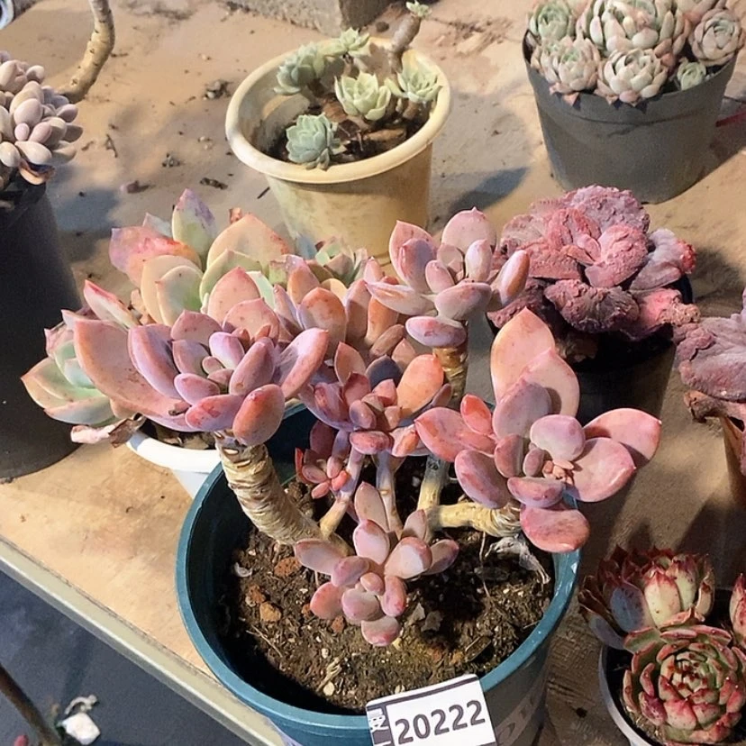 【闪购商品】灰姑凉20222