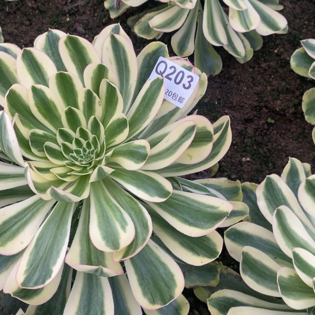 203保时捷多肉植物