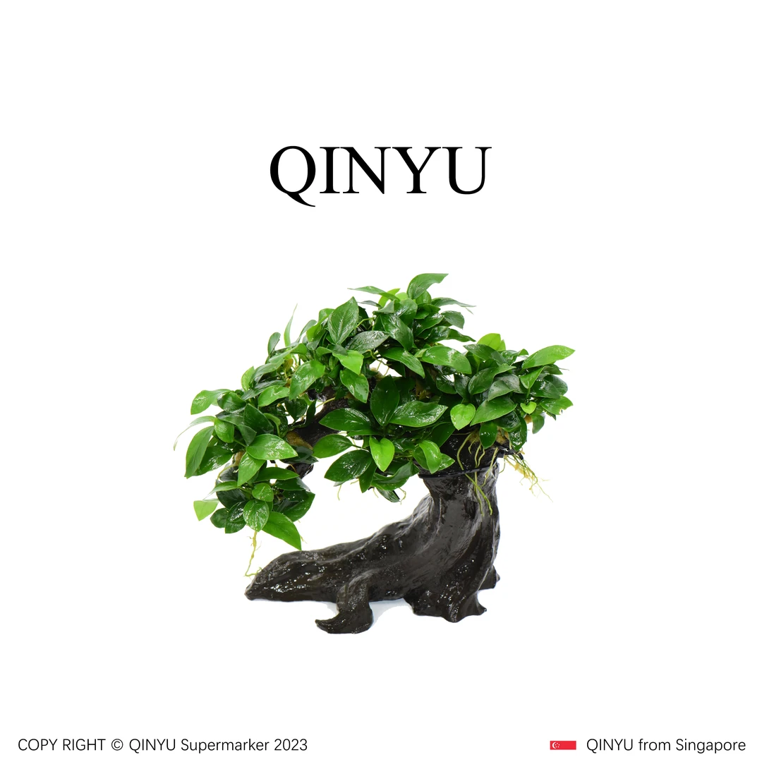 【新年福利】玉树临风真•水草仿沉木造景 懒人水草 无需底沙种植