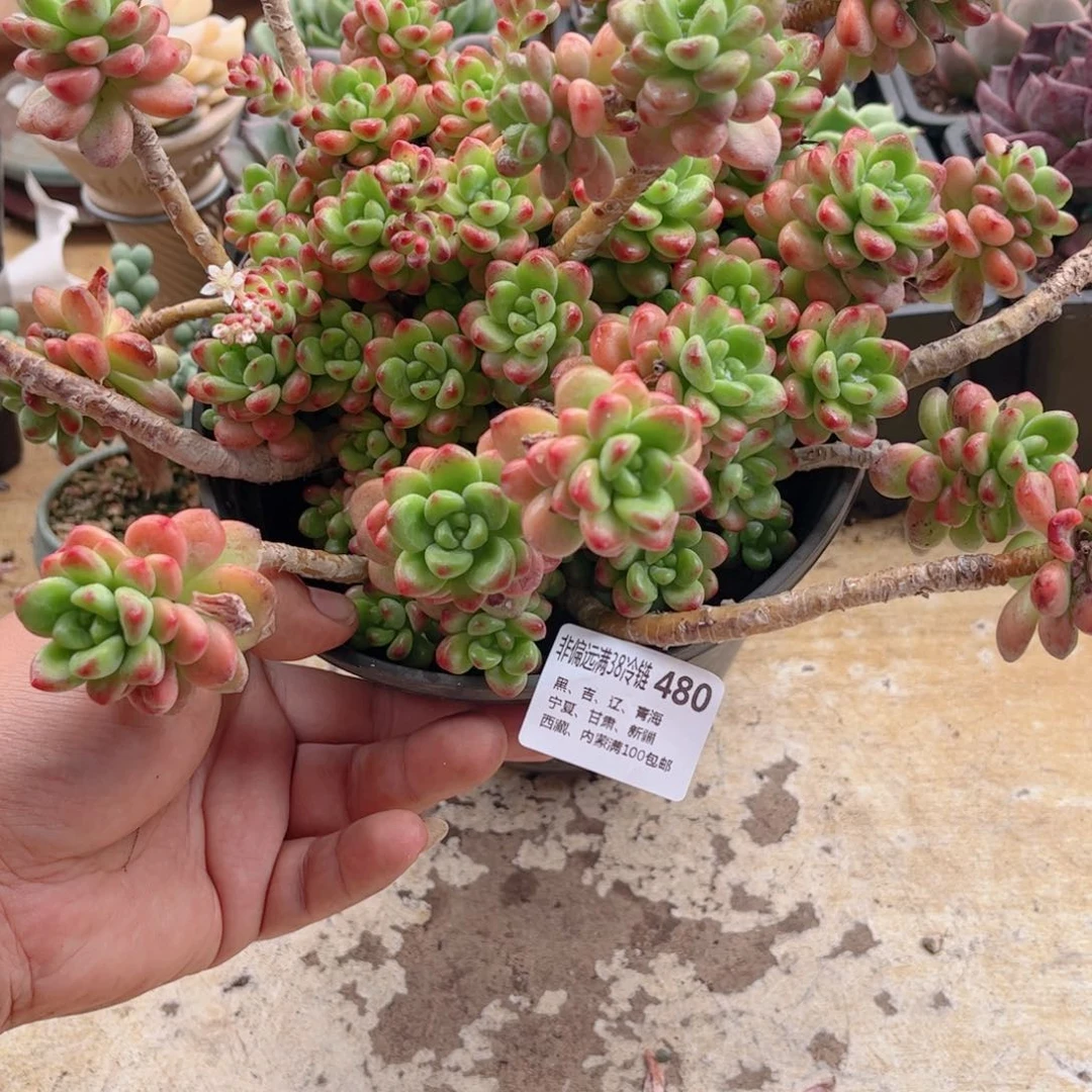 480香格里拉德华多肉