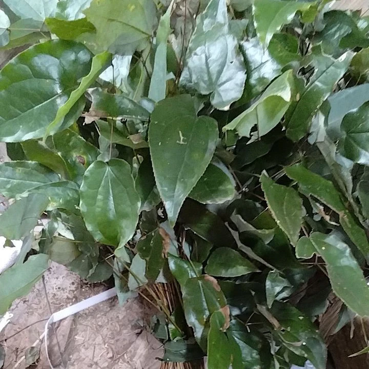 半斤装贵州深山野生三枝九叶草新鲜
