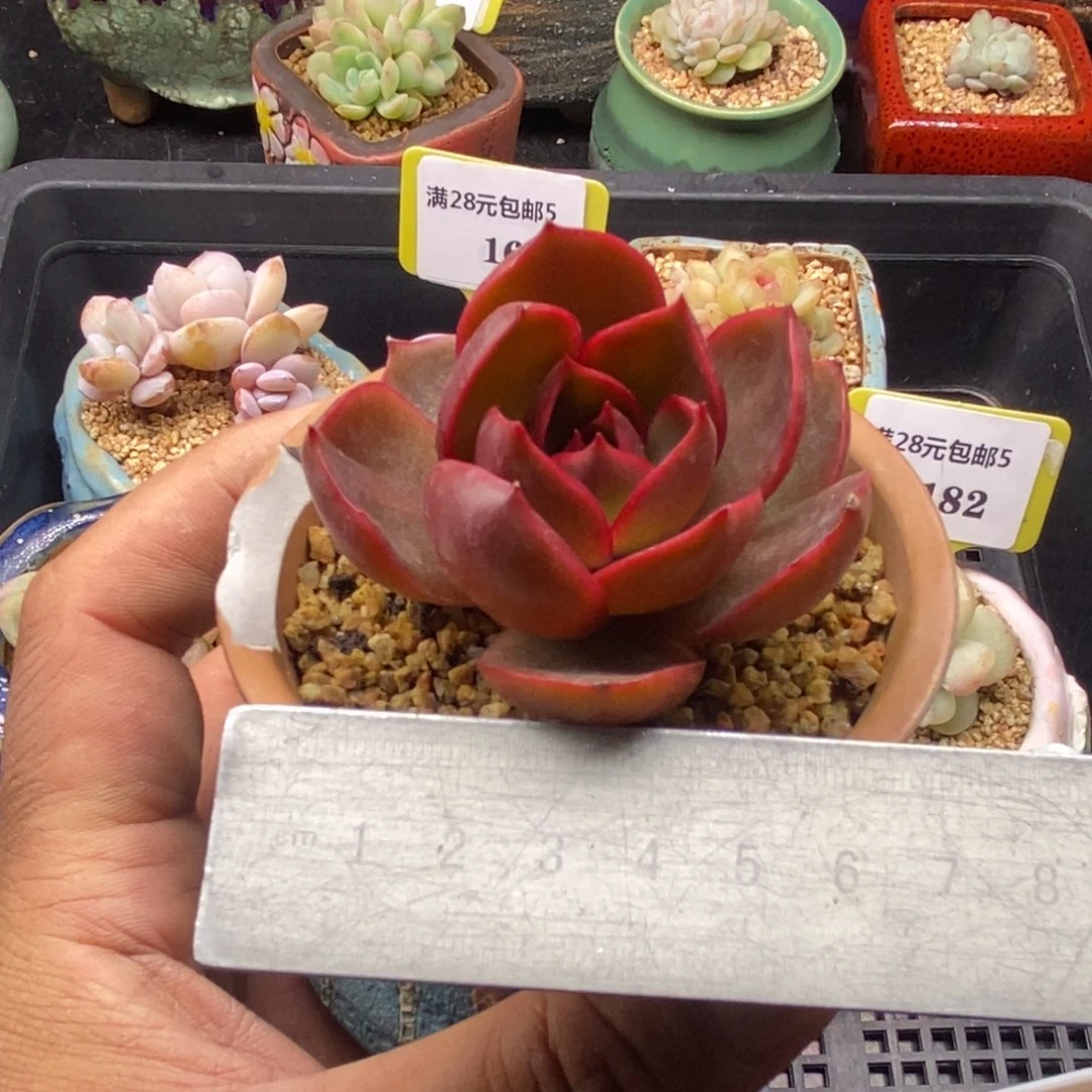 骑***南5184红灯多肉植物