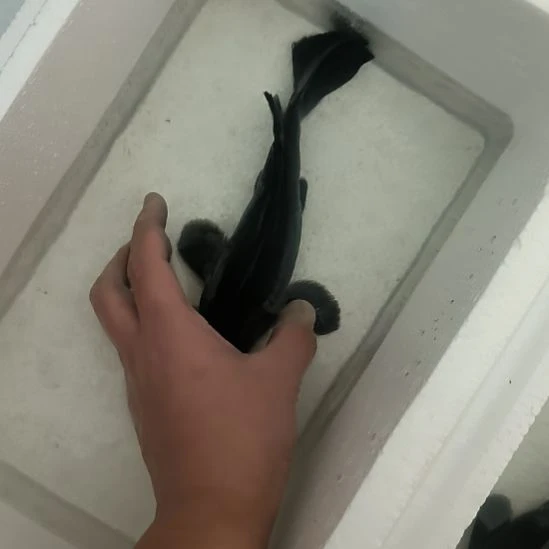 蝴蝶鲤鱼墨蝶大鳍大尾