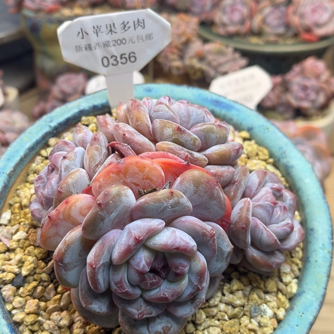 绿底紫心356/12cm4头