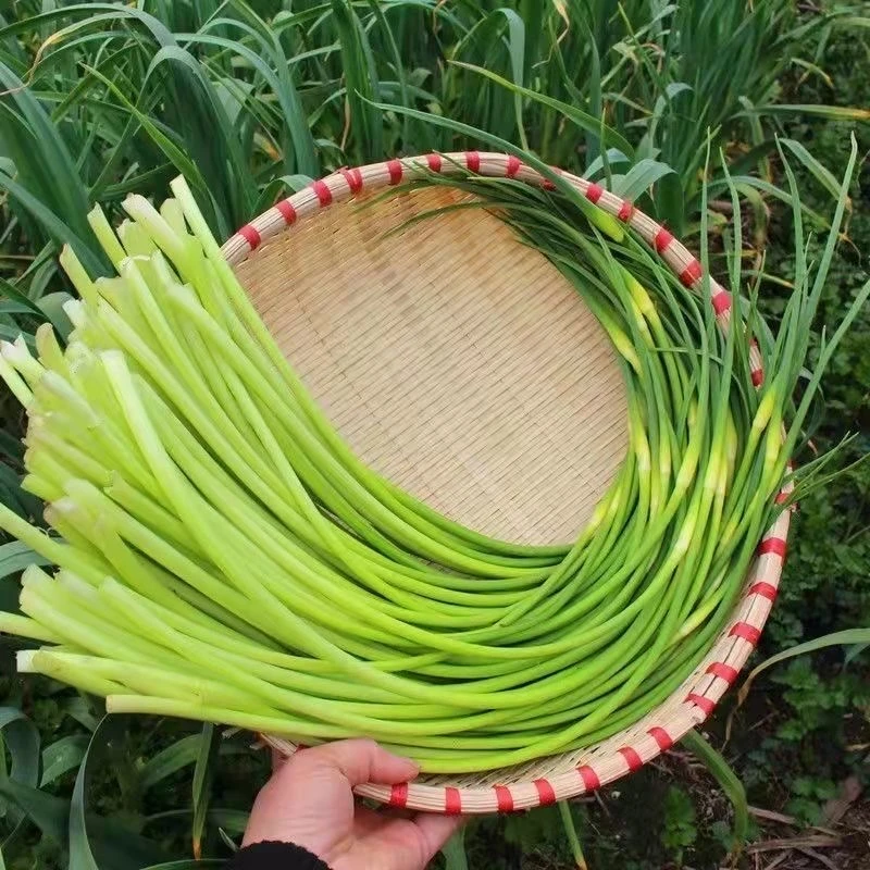 2025头茬新鲜蒜苔 四川汉源新鲜蒜苔 先打现发 原产地直发