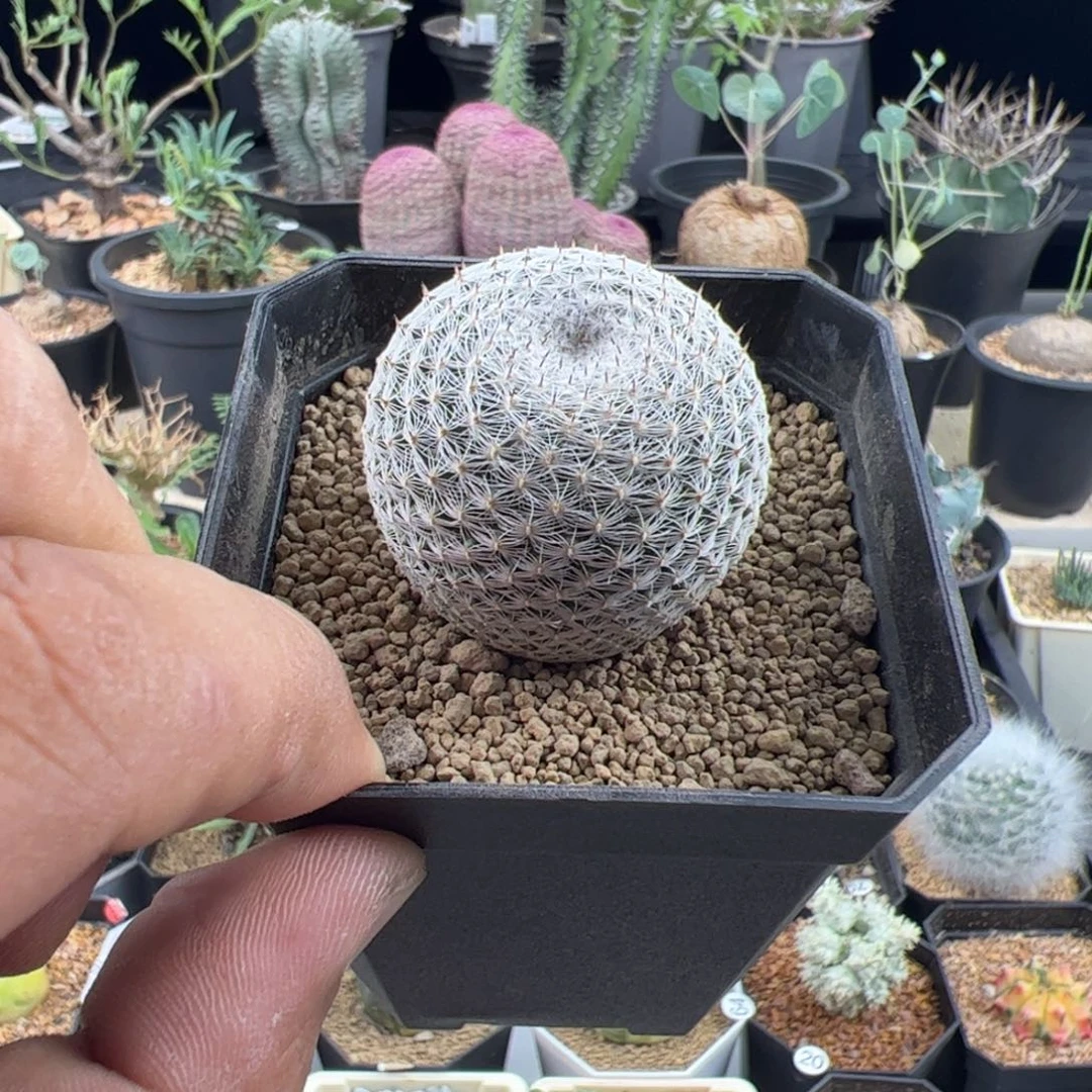 恋山彦实生3.9一物一拍默认脱土发