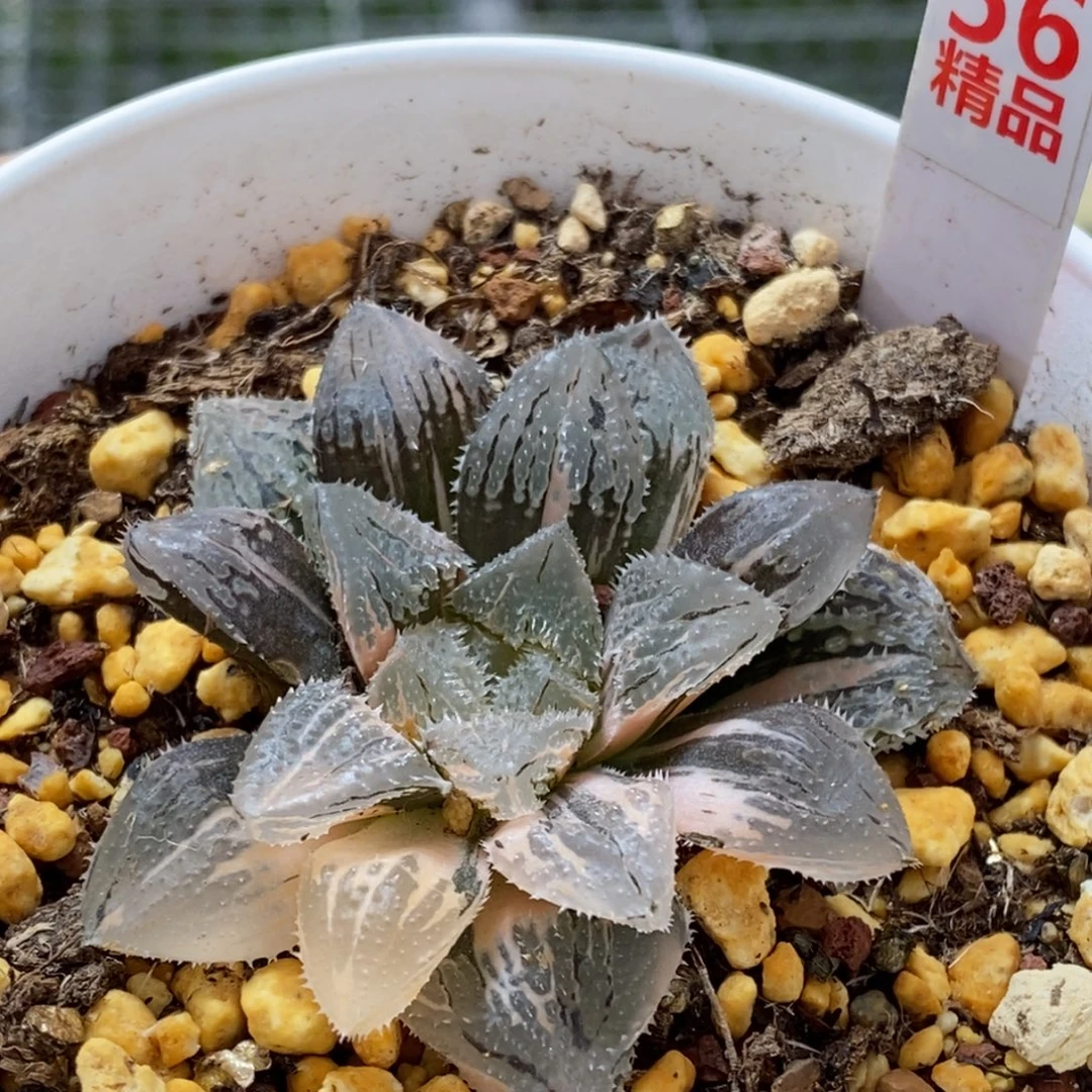 56号魔刺玉露锦多肉