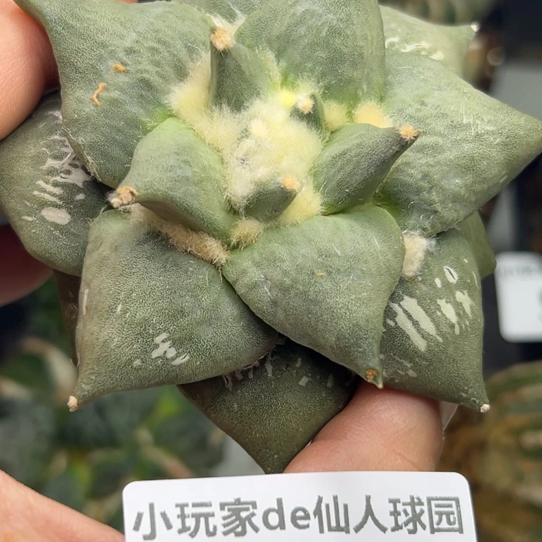 618 仙人球的牡丹啊