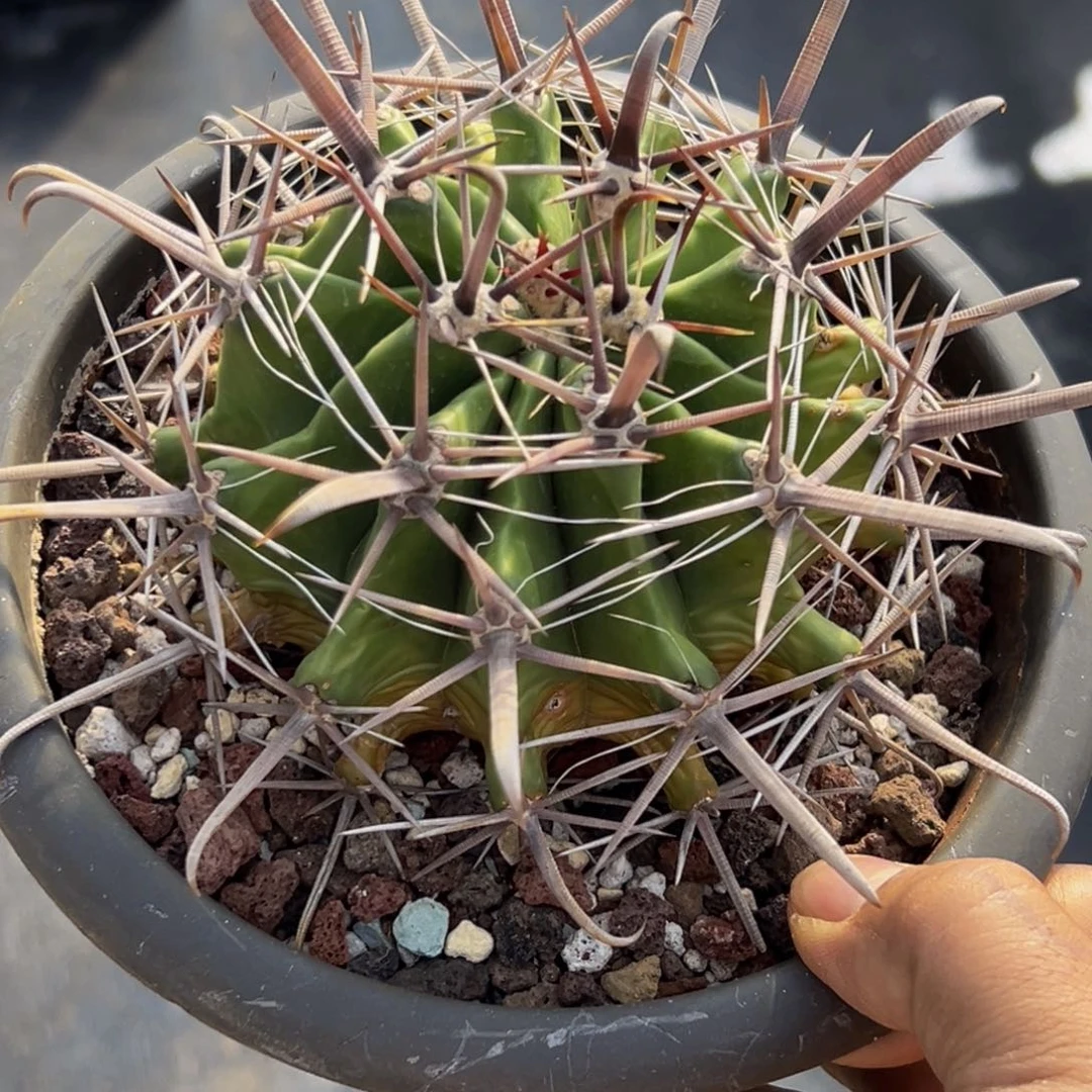 精品强刺富贵玉小号258