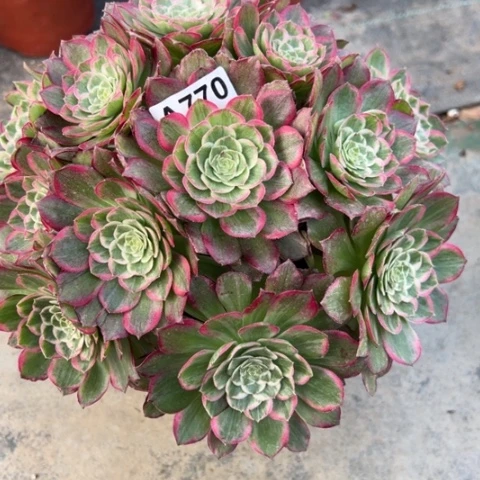 770莲花25厘米左右