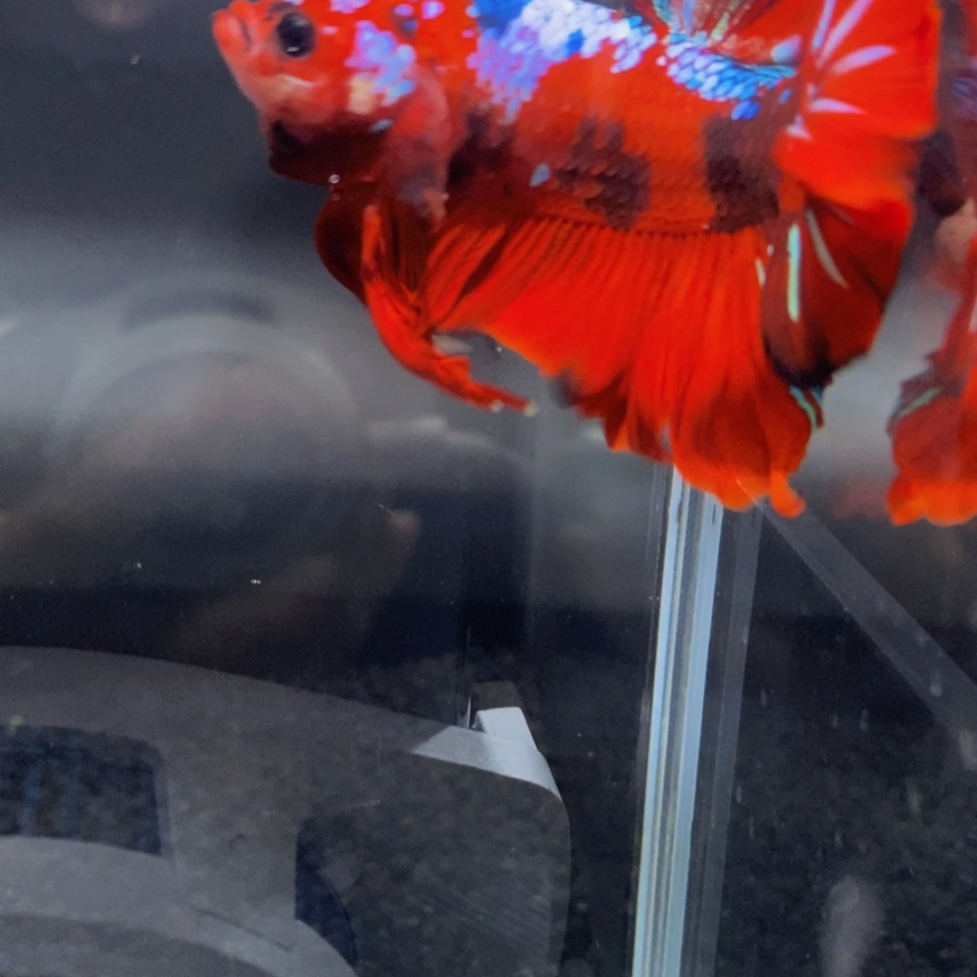 斗鱼355巨斗11111