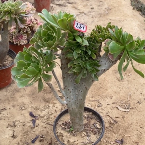 原始绿缀一物一拍