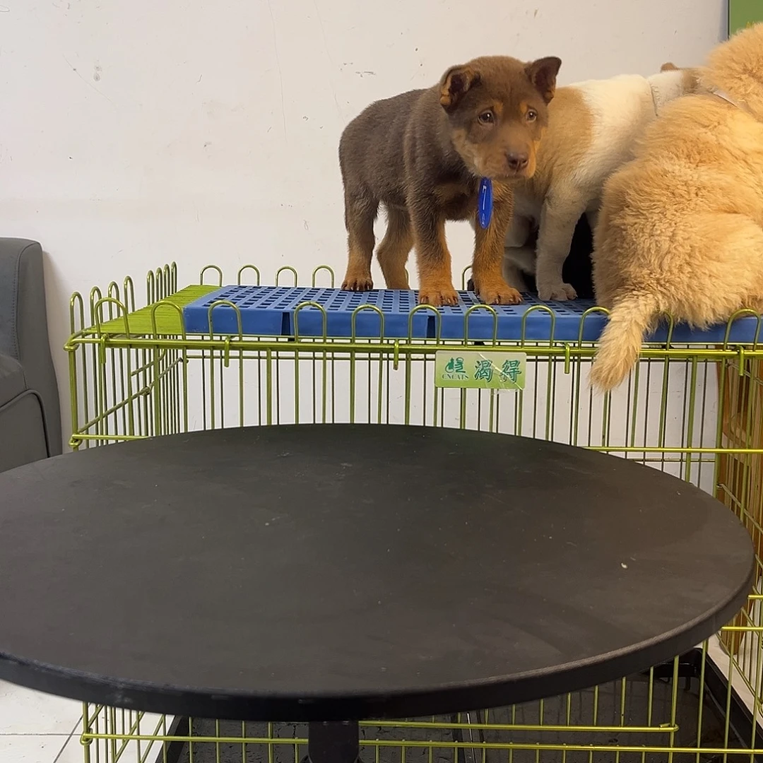 中亚牧羊犬中华田园犬