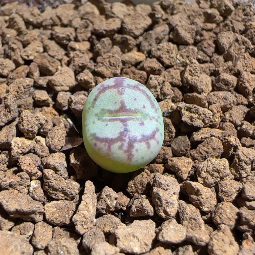 肉锥多肉植物组合-超级绒面猴脸1475