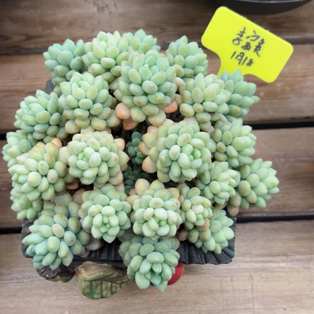 一物一拍链接，李富贵寄养