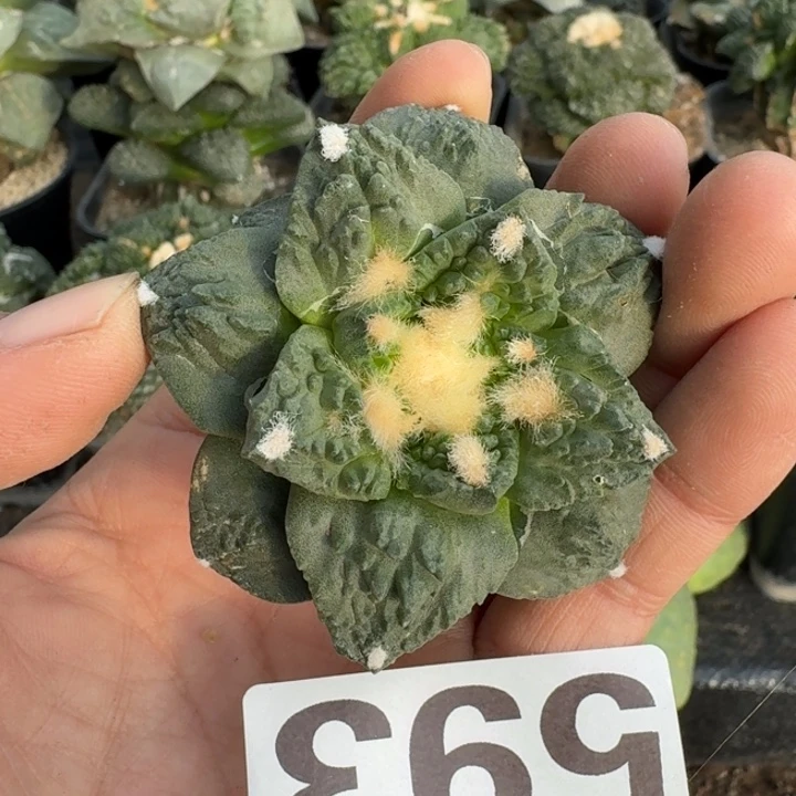 无花朵593落地哥龟牡丹