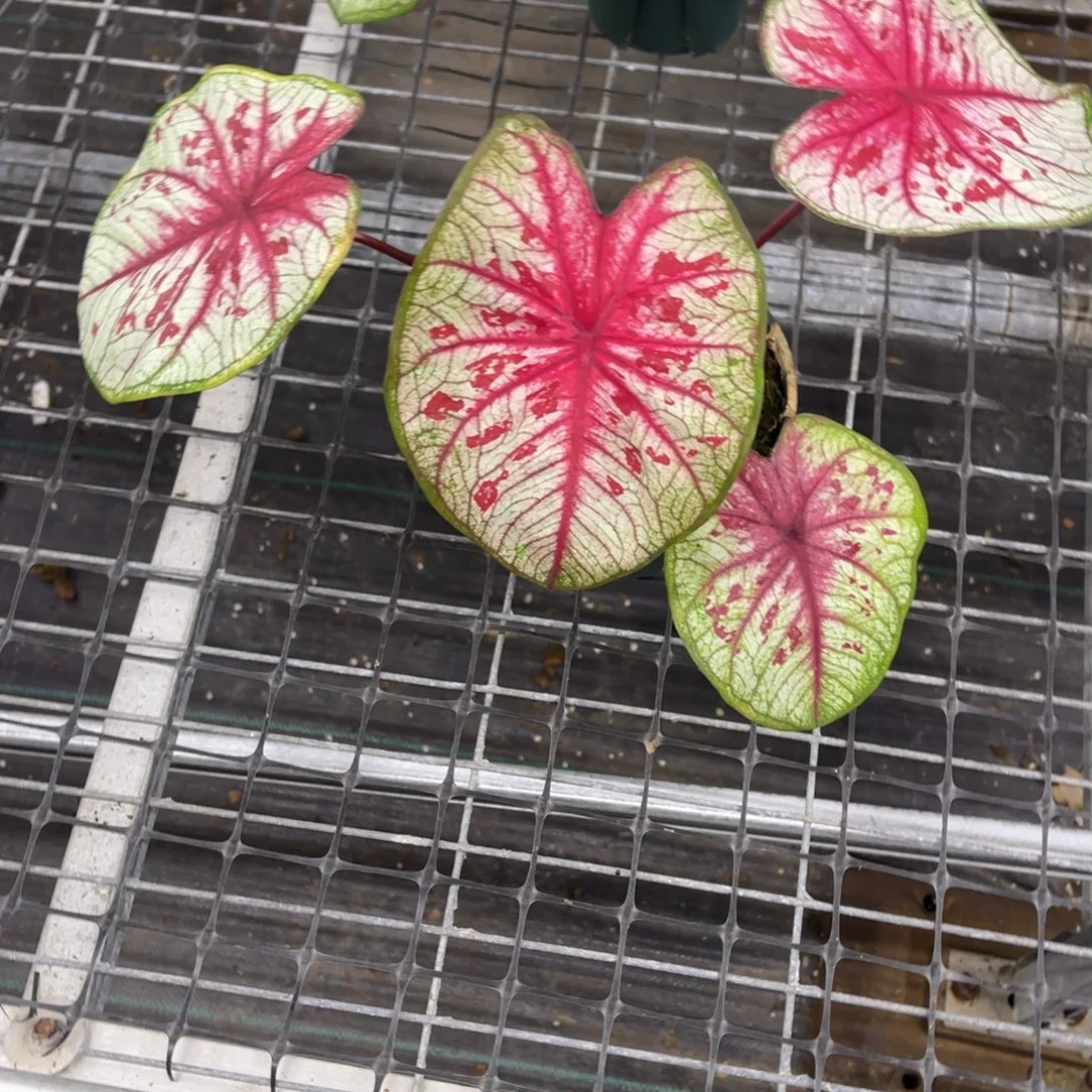 最***泽无花朵           111新城不包售后