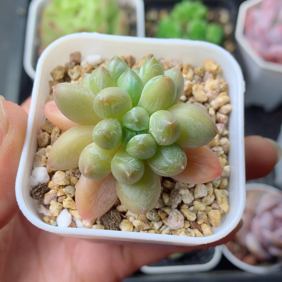 58包邮  群生不包整 90