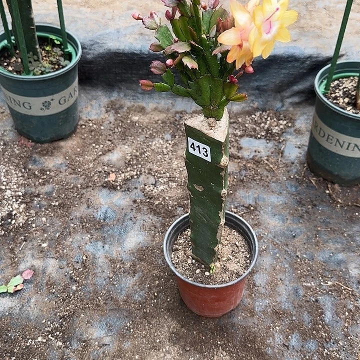 413嫁接蟹爪兰：黄金