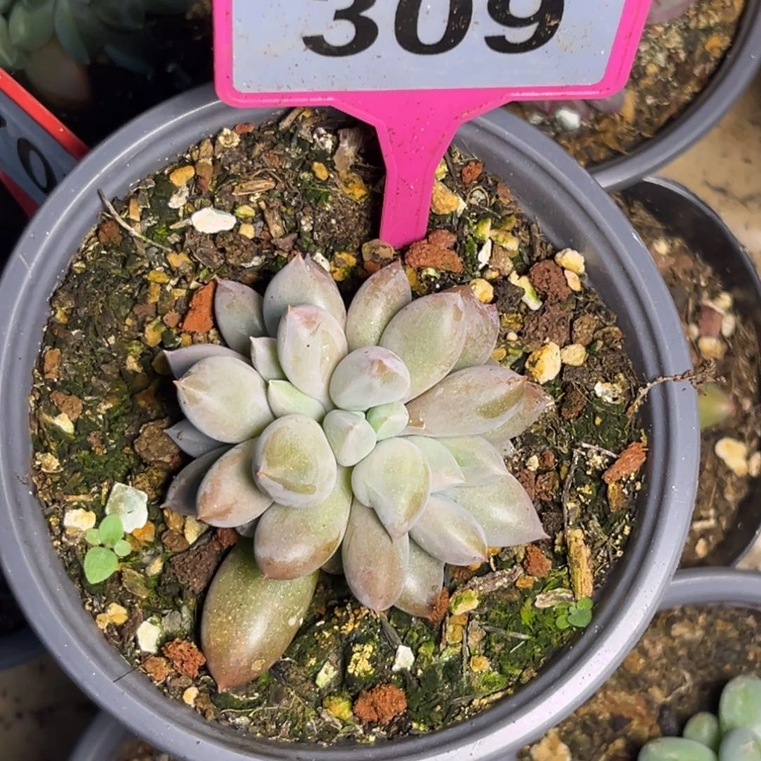 多肉植物海豚体哥特群309