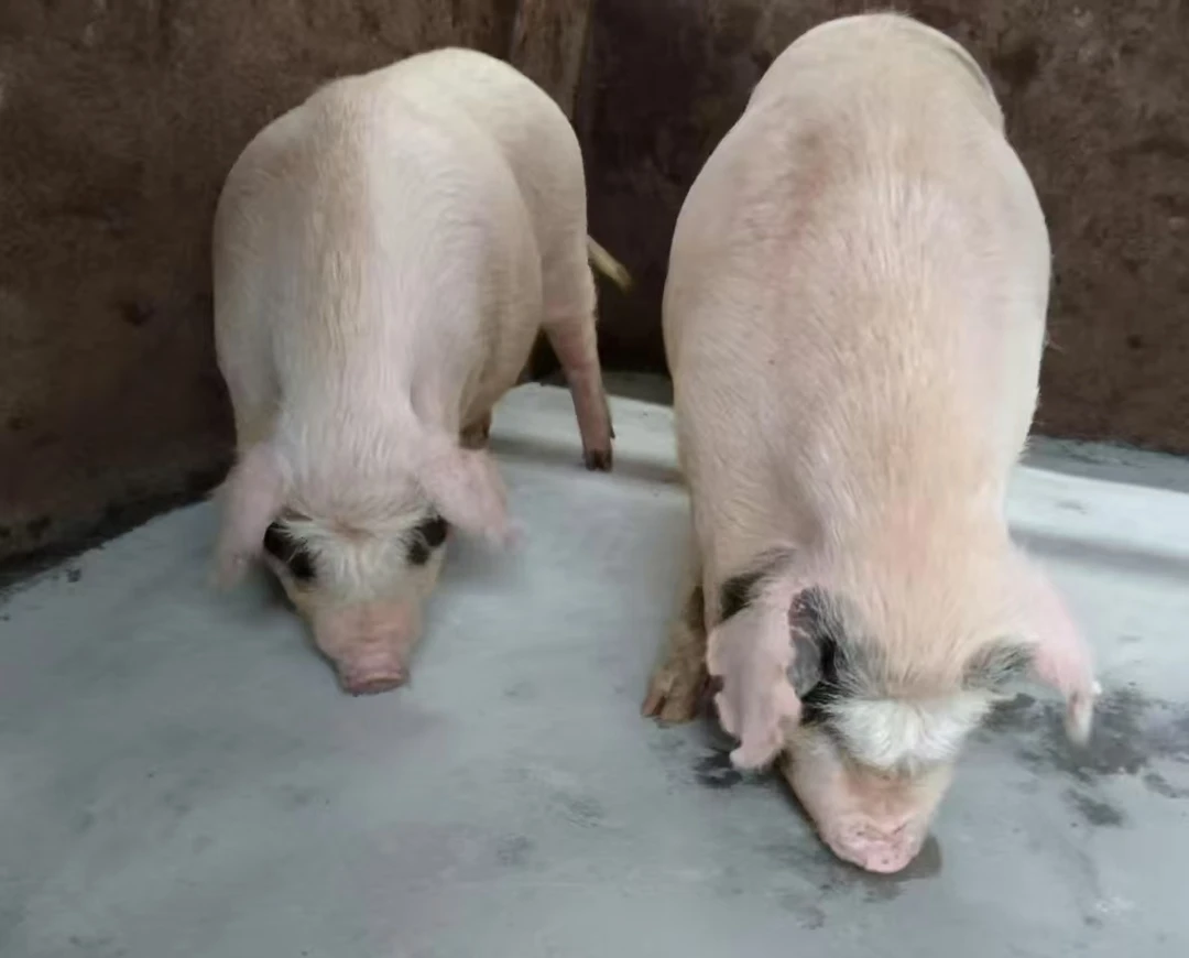 【顺丰包邮】【现场称重一物一拍】白土猪肉 农村熟食喂养一年半以上