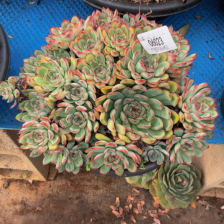 壳***壳   荷花多肉06023
