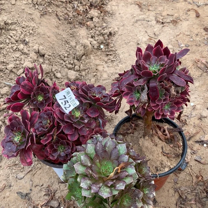 752美杜莎➕金丝雀➕红魔1