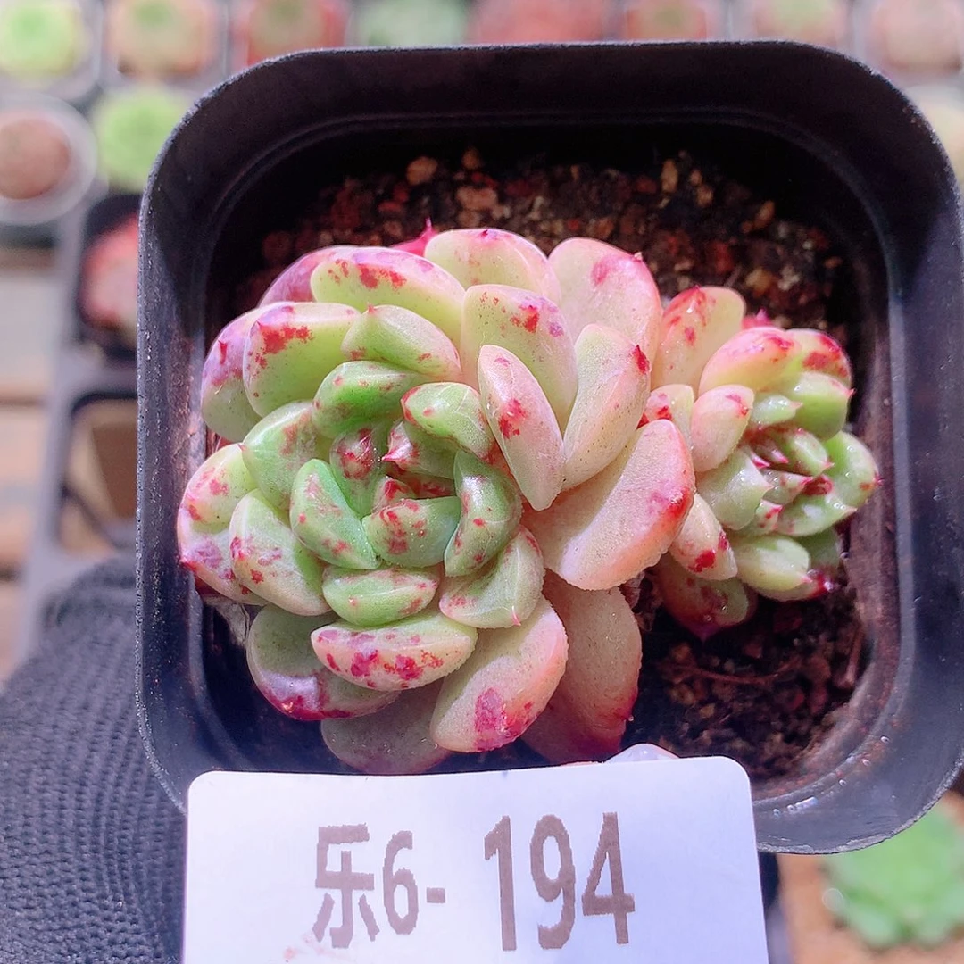 乐然6-194 印月台