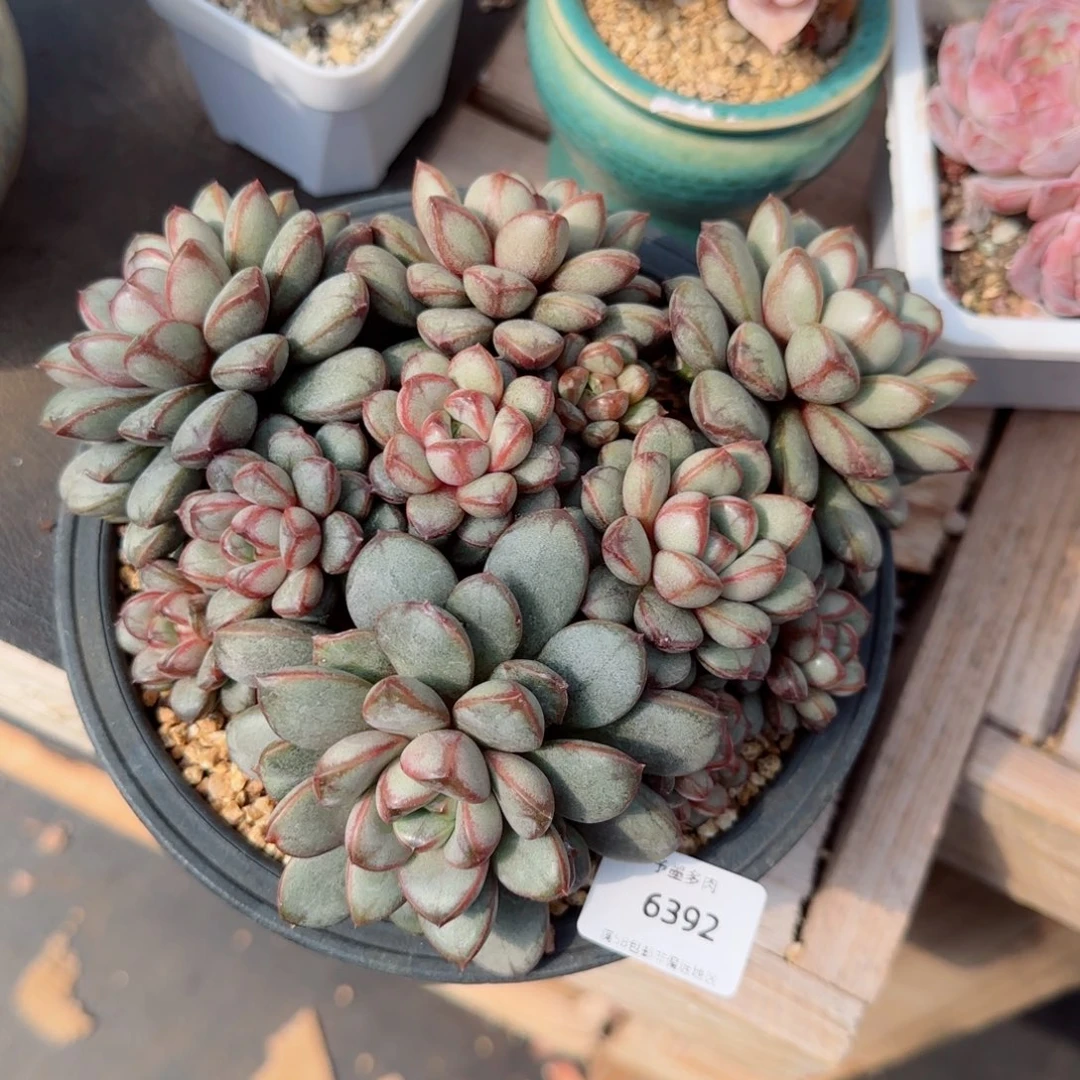 浮**梦葡萄无砍，6392多肉