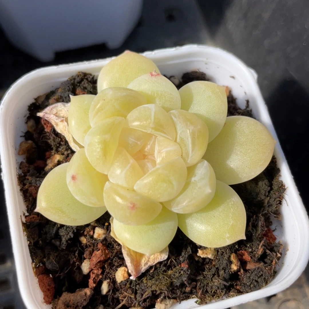 优选奶油财富多肉2068