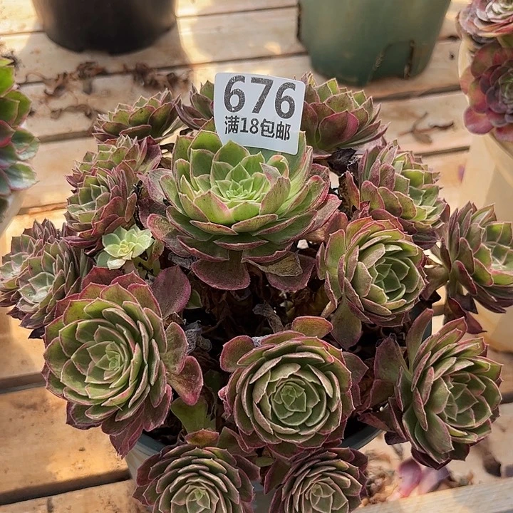 云南多肉万花筒朵朵福利676