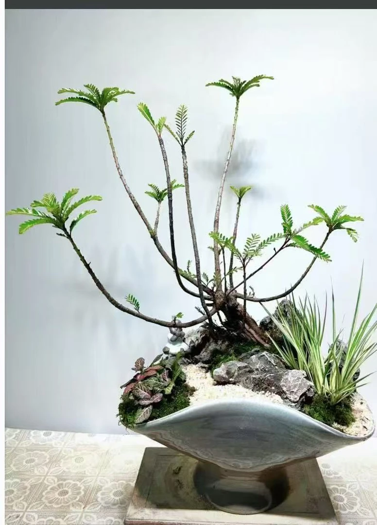 海岛叶下珠  一物一拍  植物造景 海岛栀子花