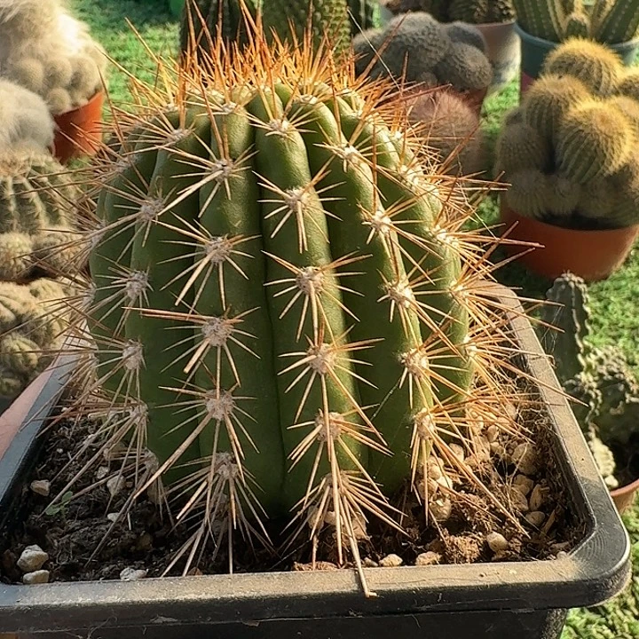 格莱瑟的爱毛花柱