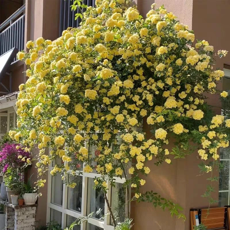 黄木香花苗爬藤植物重瓣花卉开花机器阳台盆栽庭院地栽