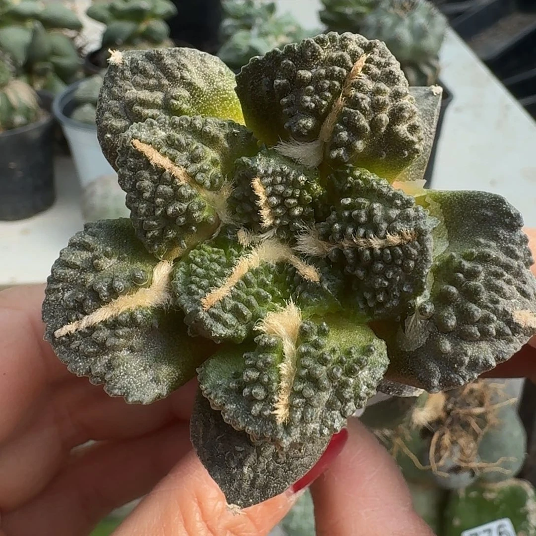 无花朵大尤黑哥斯拉866