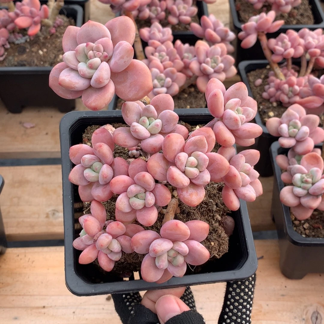 14厘米9头香水洛神2950